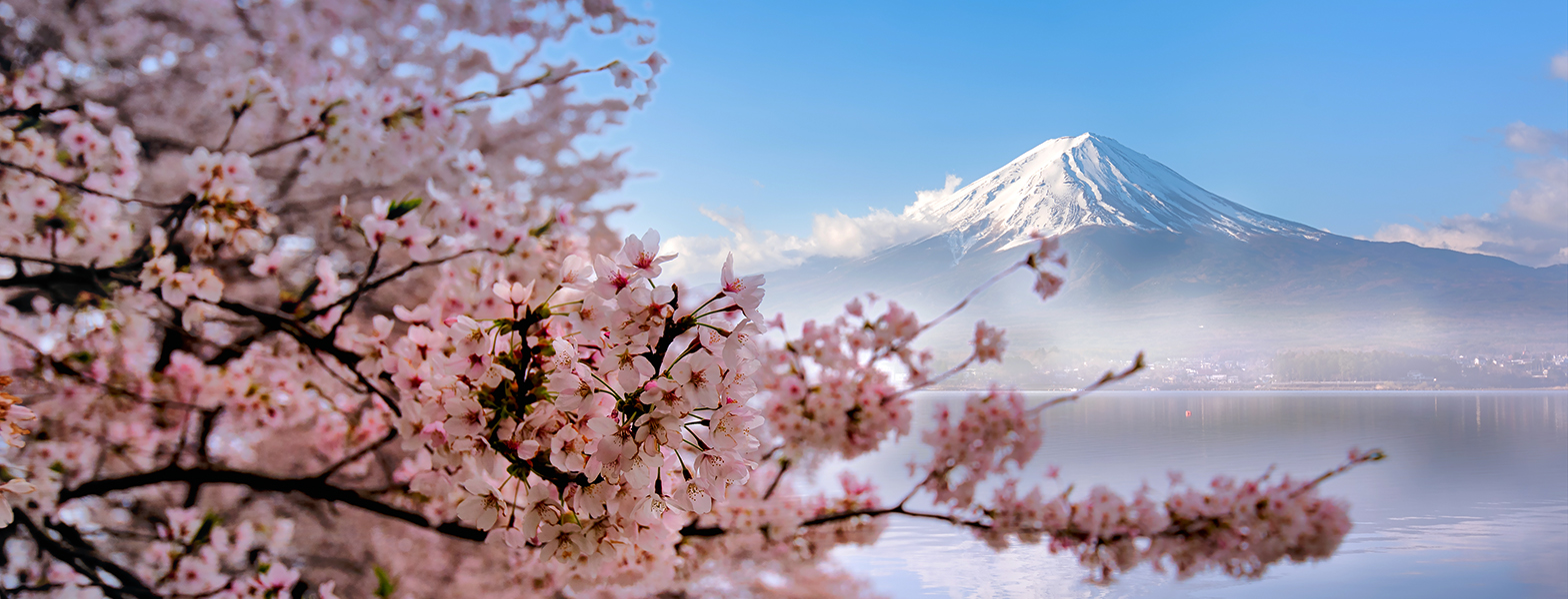 Mount fuji with cherry blossoms